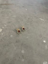 Gold Spider Earrings